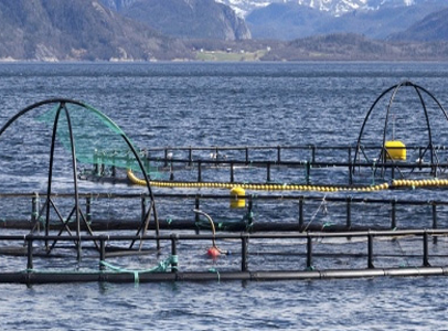 Havbruk / Aquakultur